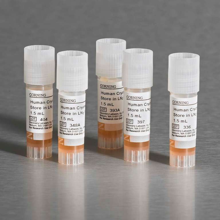 康宁®3D球形合格的原代人肝细胞销售单