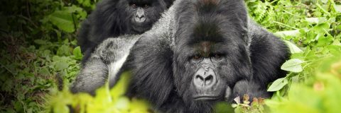 康宁®Gorilla®玻璃Victus®
